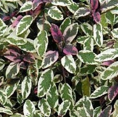 Salvia off. 'Tricolor' geen maat specificatie 0,55L/P9cm - afbeelding 6