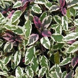 Salvia off. 'Tricolor' geen maat specificatie 0,55L/P9cm - afbeelding 6
