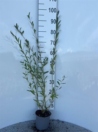 Salix purpurea 60-80 cm cont. 2,0L - afbeelding 1