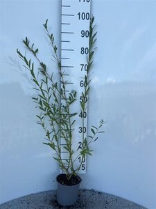 Salix purpurea 60-80 cm cont. 2,0L - afbeelding 1