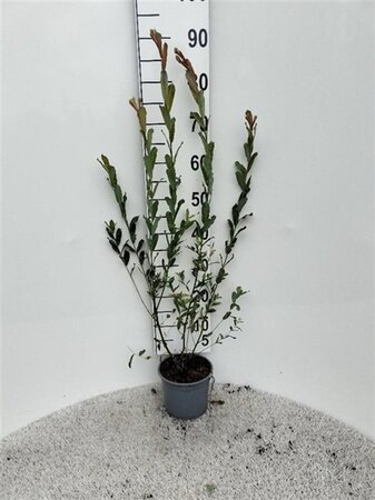 Salix purpurea 60-80 cm cont. 2,0L - afbeelding 2
