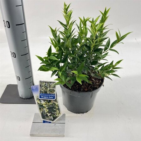 Sarcococca ruscifolia 'Dragon Gate' 20-25 cm cont. 2,0L - afbeelding 1