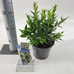 Sarcococca ruscifolia 'Dragon Gate' 20-25 cm cont. 2,0L - afbeelding 1