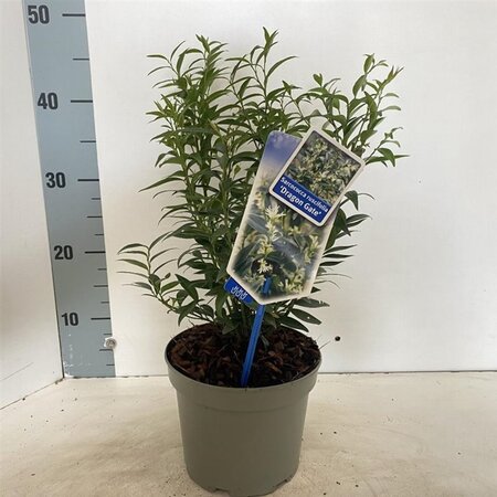Sarcococca ruscifolia 'Dragon Gate' 20-25 cm cont. 2,0L - afbeelding 2