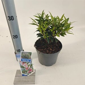 Sarcococca h. Winter Gem 20-25 cm cont. 2,0L - afbeelding 2
