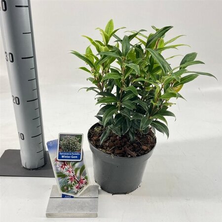 Sarcococca h. Winter Gem 20-25 cm cont. 2,0L - afbeelding 3