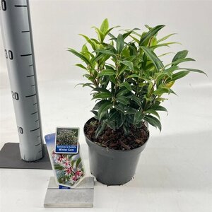 Sarcococca h. Winter Gem 20-25 cm cont. 2,0L - afbeelding 3