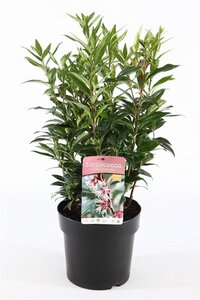 Sarcococca h. Winter Gem 30-40 cm cont. 5,0L