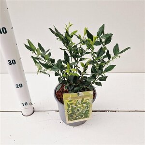 Sarcococca ruscifolia 20-25 cm cont. 2,0L - afbeelding 1