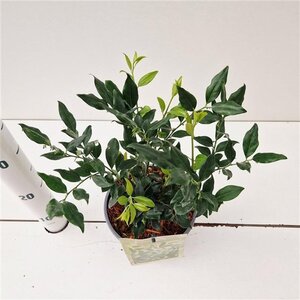 Sarcococca ruscifolia 20-25 cm cont. 2,0L - afbeelding 2