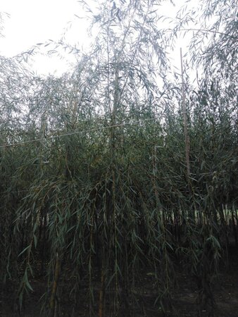 Salix sepulcralis 'Chrysocoma' 12-14 Hoogstam wortelgoed 2 X verplant - afbeelding 2