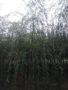 Salix sepulcralis 'Chrysocoma' 12-14 Hoogstam wortelgoed 2 X verplant - afbeelding 2