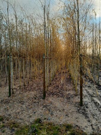 Salix sepulcralis 'Chrysocoma' 12-14 Hoogstam wortelgoed 2 X verplant - afbeelding 4