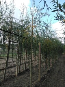 Salix sepulcralis 'Chrysocoma' 12-14 Hoogstam wortelgoed 2 X verplant - afbeelding 3