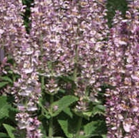 Salvia sclarea geen maat specificatie 0,55L/P9cm - afbeelding 1