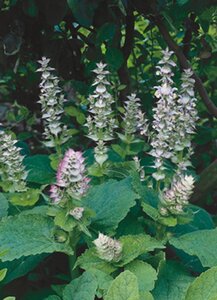 Salvia sclarea geen maat specificatie 0,55L/P9cm - afbeelding 2