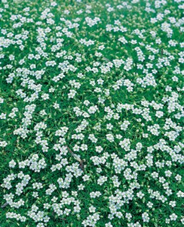 Sagina subulata geen maat specificatie 0,55L/P9cm - afbeelding 3