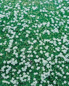 Sagina subulata geen maat specificatie 0,55L/P9cm - afbeelding 3