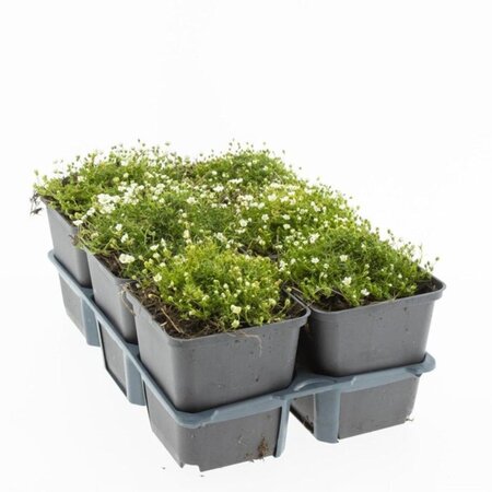 Sagina subulata geen maat specificatie 0,55L/P9cm - afbeelding 4