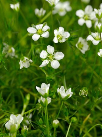 Sagina subulata geen maat specificatie 0,55L/P9cm - afbeelding 2