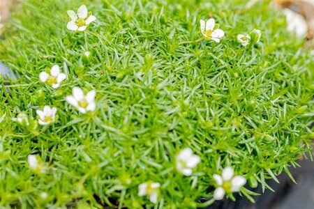 Sagina subulata geen maat specificatie 0,55L/P9cm - afbeelding 10