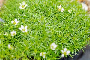Sagina subulata geen maat specificatie 0,55L/P9cm - afbeelding 10