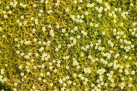 Sagina subulata geen maat specificatie 0,55L/P9cm - afbeelding 8