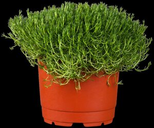 Sagina subulata geen maat specificatie 0,55L/P9cm - afbeelding 7