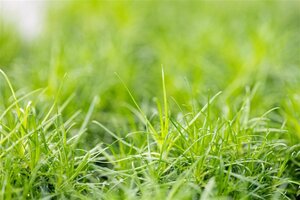 Sagina subulata geen maat specificatie 0,55L/P9cm - afbeelding 6