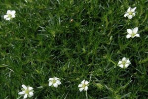 Sagina subulata geen maat specificatie 0,55L/P9cm - afbeelding 5