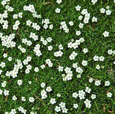 Sagina subulata geen maat specificatie 0,55L/P9cm - afbeelding 11