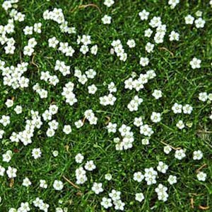 Sagina subulata geen maat specificatie 0,55L/P9cm - afbeelding 11