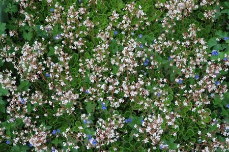 Saxifraga urbium geen maat specificatie 0,55L/P9cm - afbeelding 1