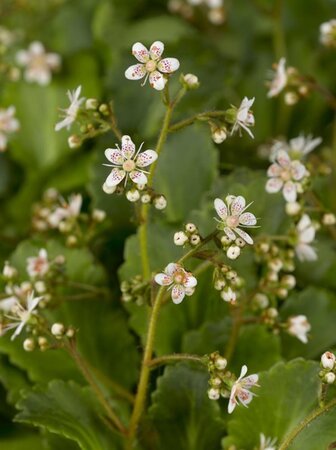 Saxifraga urbium geen maat specificatie 0,55L/P9cm - afbeelding 5