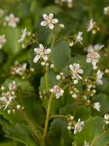 Saxifraga urbium geen maat specificatie 0,55L/P9cm - afbeelding 5