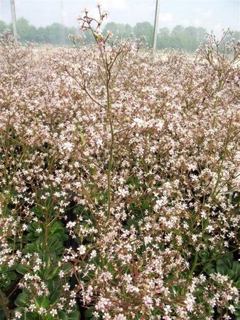 Saxifraga urbium geen maat specificatie 0,55L/P9cm - afbeelding 6