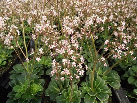 Saxifraga urbium geen maat specificatie 0,55L/P9cm - afbeelding 7