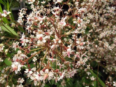Saxifraga urbium geen maat specificatie 0,55L/P9cm - afbeelding 8