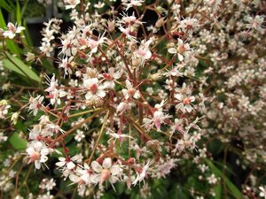 Saxifraga urbium geen maat specificatie 0,55L/P9cm - afbeelding 8