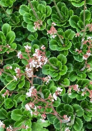 Saxifraga urbium geen maat specificatie 0,55L/P9cm - afbeelding 5