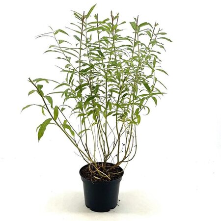 Salix udensis 'Sekka' 30-40 cm cont. 3,0L