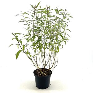 Salix udensis 'Sekka' 30-40 cm cont. 3,0L
