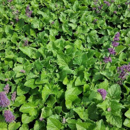 Salvia vert. 'Purple Rain' geen maat specificatie 0,55L/P9cm - afbeelding 3