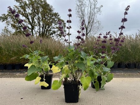 Salvia vert. 'Purple Rain' geen maat specificatie 0,55L/P9cm - afbeelding 6