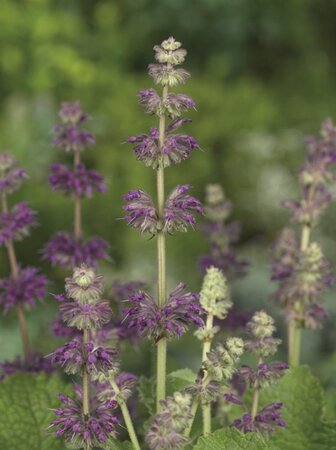 Salvia vert. 'Purple Rain' geen maat specificatie 0,55L/P9cm - afbeelding 5