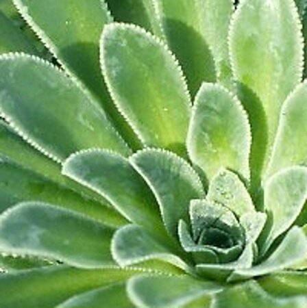 Saxifraga cot. 'Southside Seedling' geen maat specificatie 0,55L/P9cm