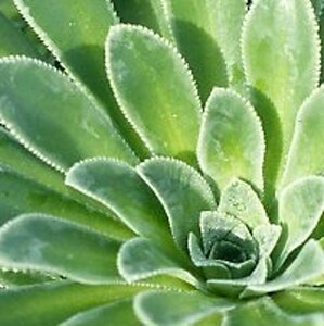 Saxifraga cot. 'Southside Seedling' geen maat specificatie 0,55L/P9cm