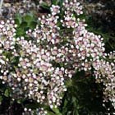 Saxifraga cot. 'Southside Seedling' geen maat specificatie 0,55L/P9cm - afbeelding 2