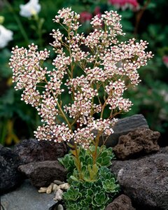 Saxifraga cot. 'Southside Seedling' geen maat specificatie 0,55L/P9cm - afbeelding 3