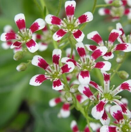 Saxifraga cot. 'Southside Seedling' geen maat specificatie 0,55L/P9cm - afbeelding 4